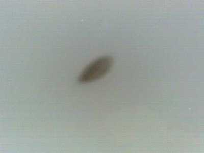Manduria 26.12.2013 (cometa Ison)